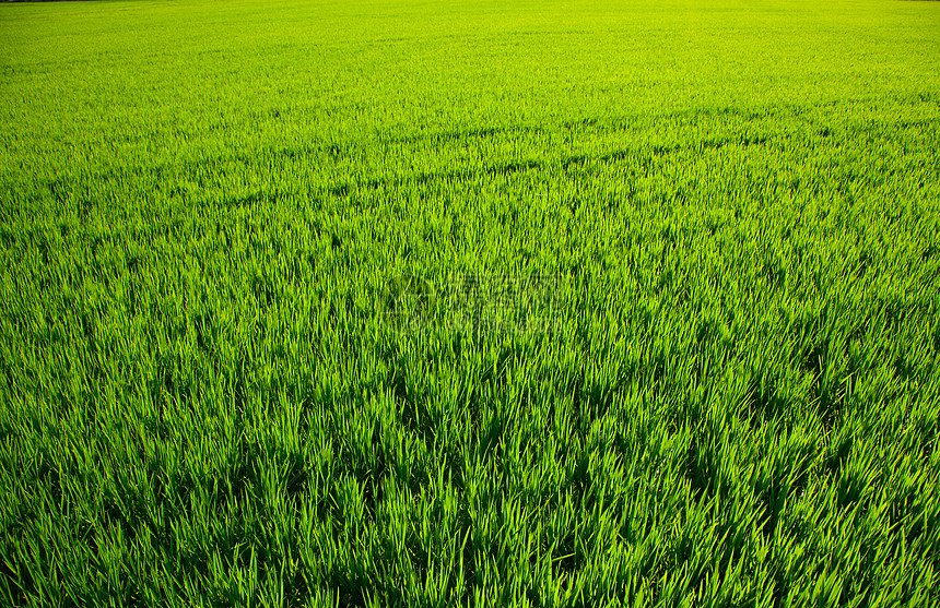 西班牙巴伦西亚绿草稻田谷物季节收成食物粮食农场草地社区植物群培育图片