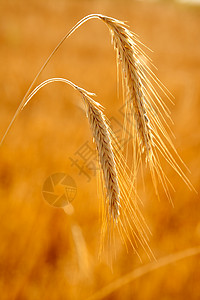 两种熟熟谷类谷物涨价小麦干草植物尖刺粮食稻草农田国家季节食物图片