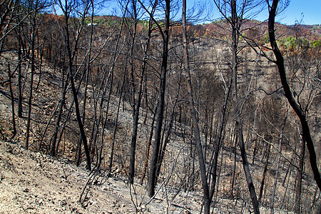 Ibiza在2011年5月的黑色春天破坏煤炭树木旅游国家森林地标树干火焰天空图片