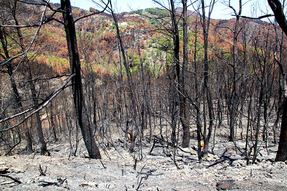 Ibiza在2011年5月的黑色春天松树森林环境煤炭地标旅行林地公园火焰树干图片