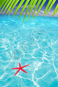 海星作为热带海滩的夏季象征物蓝色天空海星橙子海岸宏观反射异国支撑天堂图片