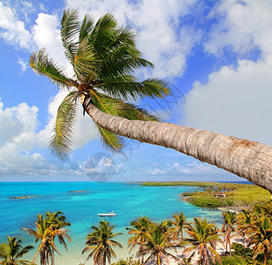 热带完美海滩棕榈树海景海浪棕榈蓝色地平线假期晴天支撑地标天空图片