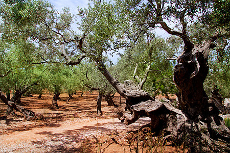 含红粘土土壤的来自Majica的橄榄树水果天空栽培树干食物农业纪念树林场地黏土图片