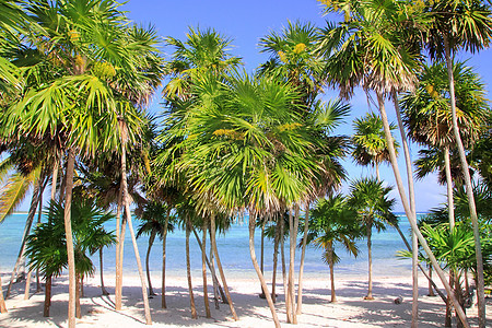 加勒比热带海滩的Chit棕榈树图片