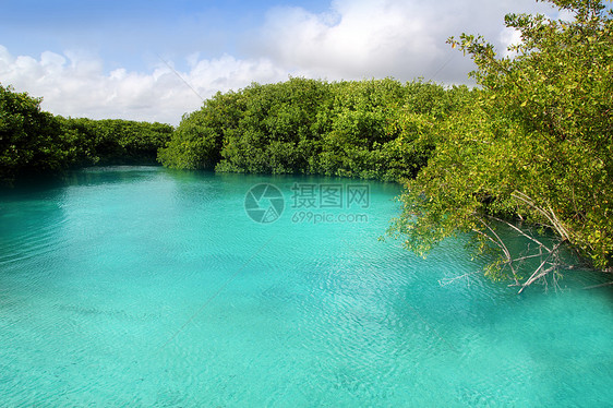 红树林绿绿水玛雅里维埃拉旅行旅游洞穴通体石头红树情调热带岩石文化图片