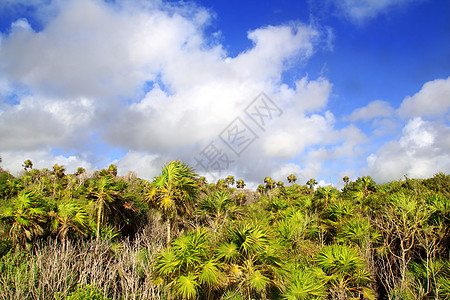 墨西哥的Chit棕榈树丛林图片