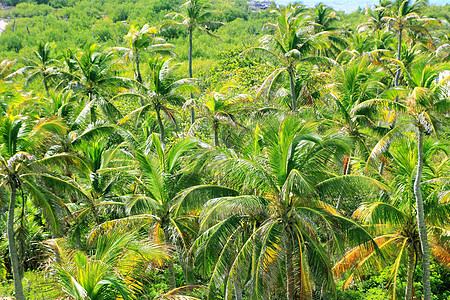 加勒比棕榈树丛林的空中观察图片