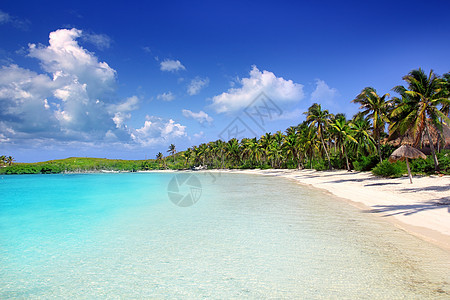 孔托伊岛棕榈树caribbean海滩 墨西哥野生动物通体天空地标海岸晴天海滩海景天堂公园图片