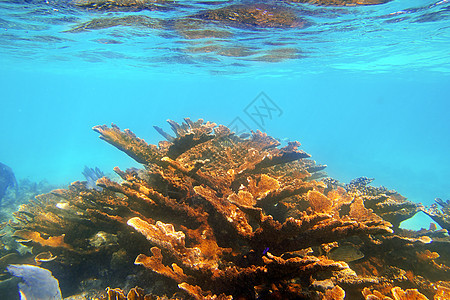 墨西哥金塔纳罗奥的金塔纳罗奥珊瑚礁图片
