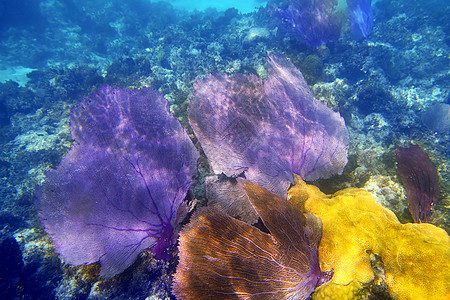 哥戈尼亚海风扇紫珊瑚图片