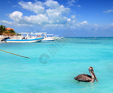 鸟素材透明莫雷洛斯港海滩 玛雅riviera加勒比海旅游旅行支撑通体血管蓝色海岸线情调海洋热带背景