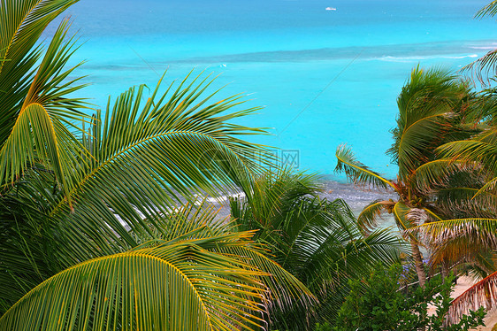 加勒比绿绿海椰子棕榈树图片