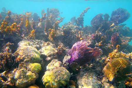 玛雅里维埃拉的加勒比热带珊瑚礁图片