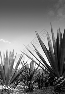 用于墨西哥龙舌兰酒的阿加韦龙舌兰娜工厂环境异国生态干旱农业园艺农场蒸馏液生产情调图片