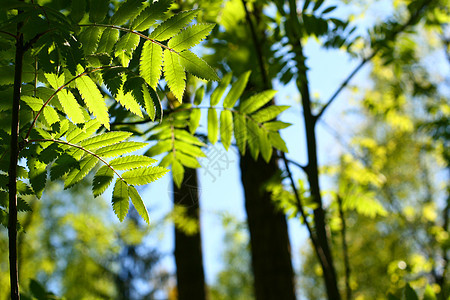 令人难以置信的绿色绿叶叶叶树叶雨林射线晴天环境光束野生动物公园叶子神话森林图片