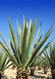 用于墨西哥龙舌兰酒的阿加韦龙舌兰娜工厂植物学园艺蒸馏液情调蒸馏植物天空农业传统热带图片