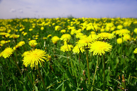 山地景观季节宏观花瓣场地植物群环境太阳草地场景植物图片