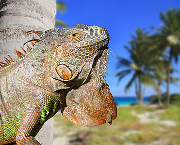热带加勒比海滩的墨西哥蜥蜴棕榈椰子地标动物支撑天空海洋爬虫棕褐色蓝色图片