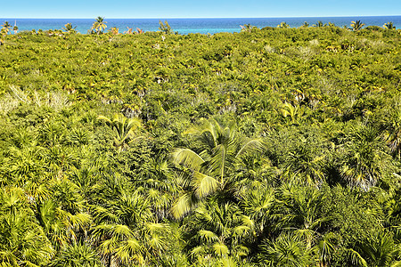 热带棕榈树丛林红树旅行叶子荒野蓝色国家地标森林环境树干图片