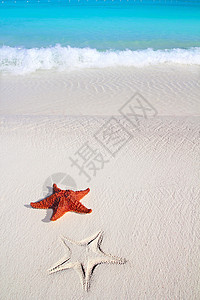 热带沙沙 绿松石海滩海浪泡沫海岸线蓝色地平线海星阳光异国星星支撑图片