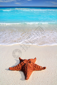 热带沙沙 绿松石海滩宏观异国阳光支撑海岸线橙子蓝色天堂地平线海浪图片