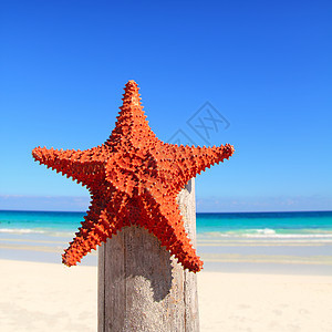 木电杆海滩上的卡西白海星阳光蓝色异国橙子地平线海岸线天堂情调海星宏观图片
