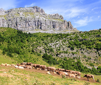 比绍林山峰 比利牛群在山谷上奶牛山峰咀嚼家畜农田蓝色草地绿色植物牧场动物图片