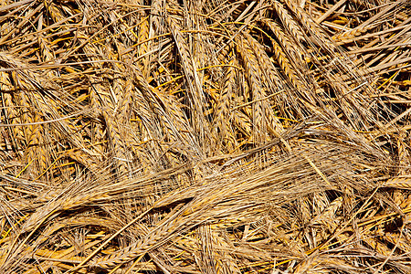 谷物小麦大麦猛涨情况背景图片