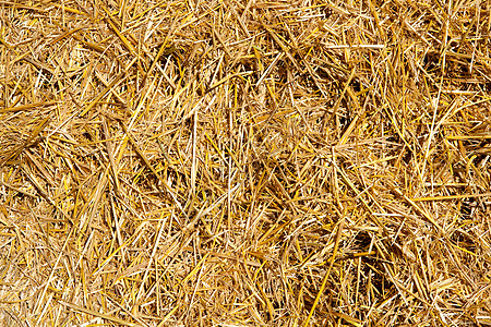 收获后刚收割的谷物稻草食物收成季节动物干草国家小麦场地农场粮食图片
