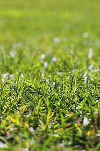 花园绿草草的宏观视角草原刀刃墙纸草地花园公园院子游戏活力高尔夫球图片