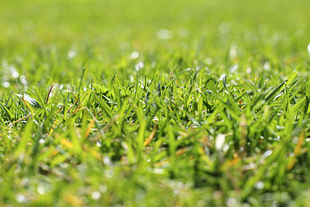 花园绿草草的宏观视角活力公园草皮植物院子植物群足球高尔夫球草原植物学图片