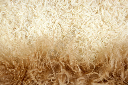 羊羊羊羊毛宏观质地纺织品羊毛头发奶油外套羊肉卷曲织物皮肤宏观背景图片