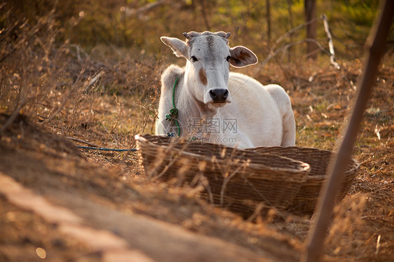 农田中的印度白牛环境牧场国家牛奶动物场地记号森林反刍动物村庄图片