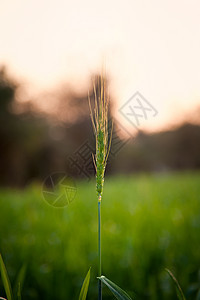 绿小麦的特写图片