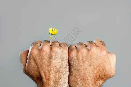 毛细多花的手和花的概念与对比礼物男性生活植物皮肤脆弱性力量农民拳头农业图片