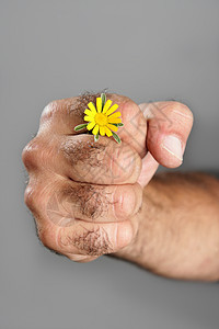 毛细多花的手和花的概念与对比拳头力量男性男人植物脆弱性农民生活农业皮肤图片
