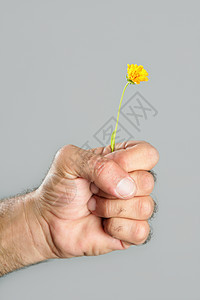 毛细多花的手和花的概念与对比脆弱性植物礼物拳头农业生活男性宏观皮肤雏菊图片