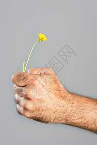 毛细多花的手和花的概念与对比力量脆弱性农民宏观男性男人雏菊礼物皮肤植物图片