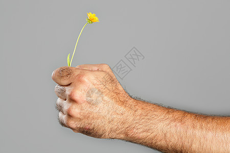 毛细多花的手和花的概念与对比男性生活雏菊植物宏观男人力量拳头皮肤礼物图片