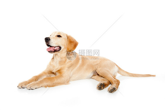 金色寻金犬小狗在白上被孤立猎犬哺乳动物舌头朋友金发犬类工作室婴儿宠物说谎图片
