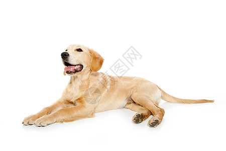 金色寻金犬小狗在白上被孤立标签犬类哺乳动物工作室说谎生物婴儿毛皮狗牌伴侣图片