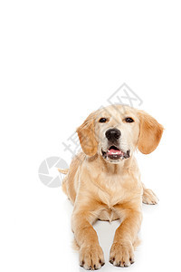 金色寻金犬小狗在白上被孤立吉祥物舌头伴侣婴儿标签金发生物工作室毛皮猎犬图片