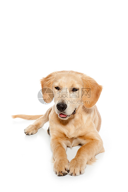 金色寻金犬小狗在白上被孤立伴侣毛皮金发犬类标签说谎生物宠物猎犬朋友图片