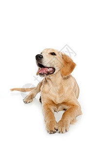 金色寻金犬小狗在白上被孤立哺乳动物吉祥物婴儿毛皮说谎宠物生物舌头猎犬伴侣图片