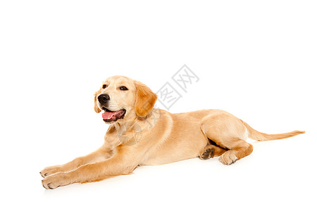 大型猎犬金发快乐的高清图片