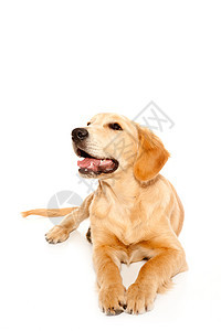 金色寻金小狗纯种狗哺乳动物生物朋友宠物毛皮舌头伴侣犬类小狗金发图片