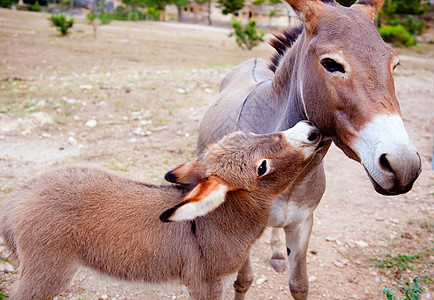 与母亲一起喂养婴儿驴牧场乐趣毛皮屁股哺乳动物生物脊椎动物草地农场骡子图片