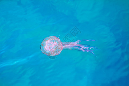 Jelly鱼 发光性大白鲸图片