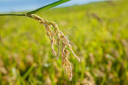 粮食成熟的谷物种植田草地种植园食物植物尖刺生长种子农田收成宏观图片