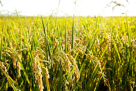 粮食成熟的谷物种植田生长植物群尖刺宏观农村收成环境种植园稻田草地图片